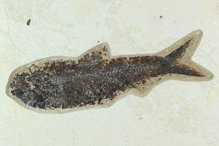 6.7" Fossil Fish (Knightia) - Green River Formation